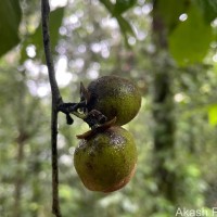 Diospyros toposia Buch.-Ham.